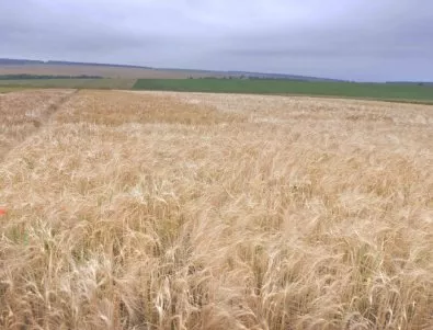 Пшеницата - повече от миналата година, но на ниски цени