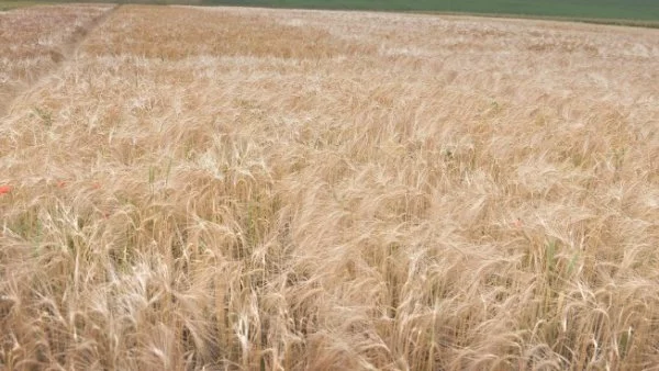 Пшеницата - повече от миналата година, но на ниски цени