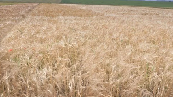 Зърнопроизводителите притеснени за реколтата си заради готвени протести в Агенцията за борба с градушките