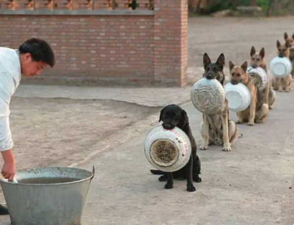 Уникално: Вижте как се хранят полицейските кучета в Китай