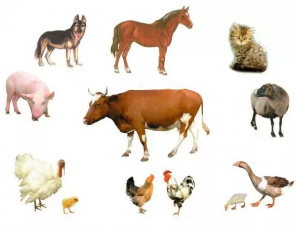 На какво животно приличаш според профилната ти снимка?
