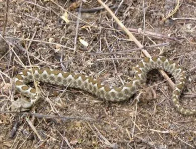 Във Видинско няма противоотрова срещу ухапвания от змии