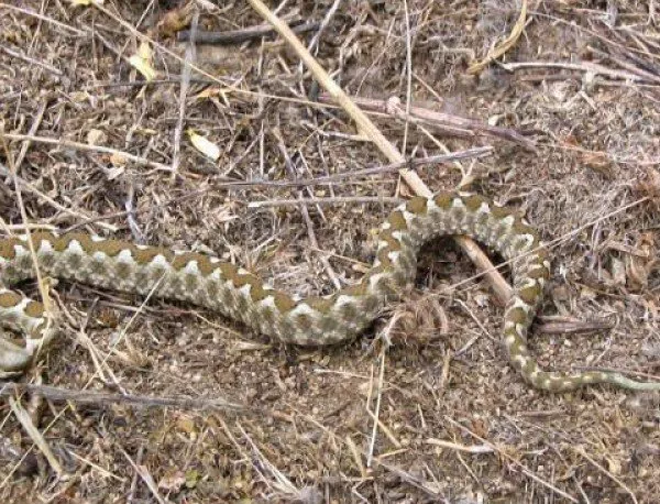 Експерт: Не може и да става дума за нашествие от змии в Пловдивско