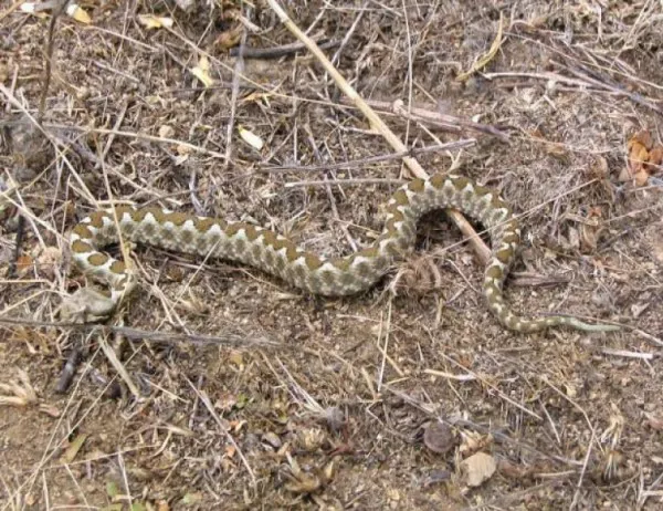 Змия с три очи беше намерена в Австралия (СНИМКА)