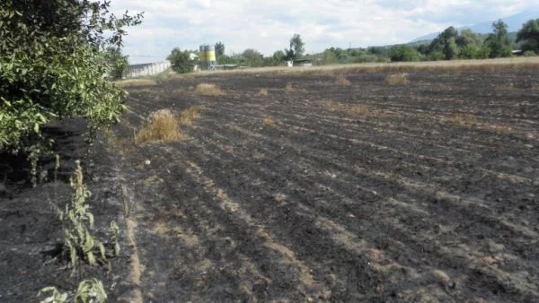 Стотина декара жито изгоряха край Благоевград