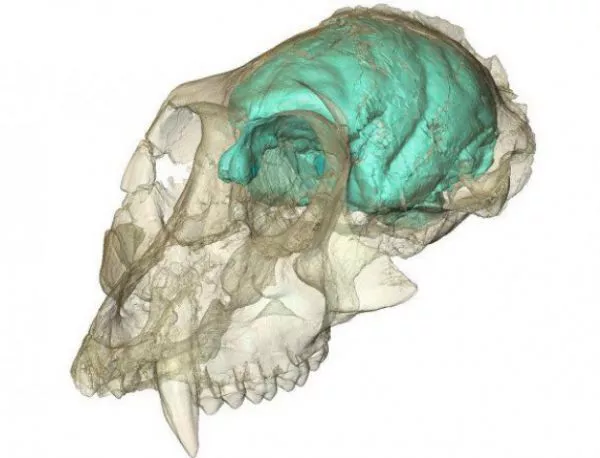 Създадоха триизмерен модел на мозъка на древна маймуна