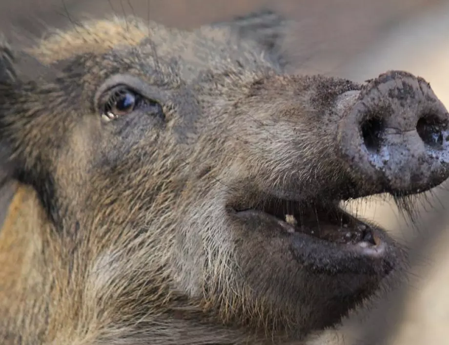 БАБХ: Ловците да не крият информация за мъртви диви свине
