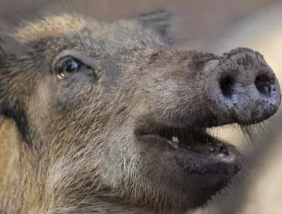 БАБХ констатира 31 положителни проби за АЧС при диви свине през ноември 