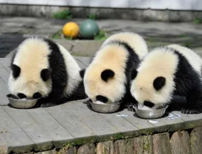 Пандите вече не са застрашен вид  