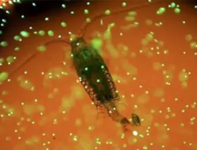 Как планктонът изяжда пластмасовите ни боклуци (Видео)