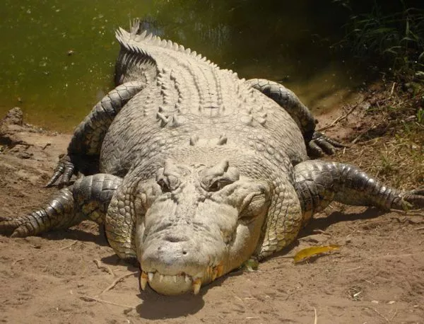 Най-големият крокодил (ВИДЕО)