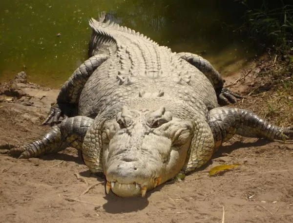 Крокодили решават проблема с мъжкото безплодие