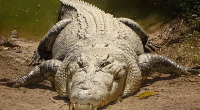 Голфър тупна по задницата двуметров крокодил - какво последва