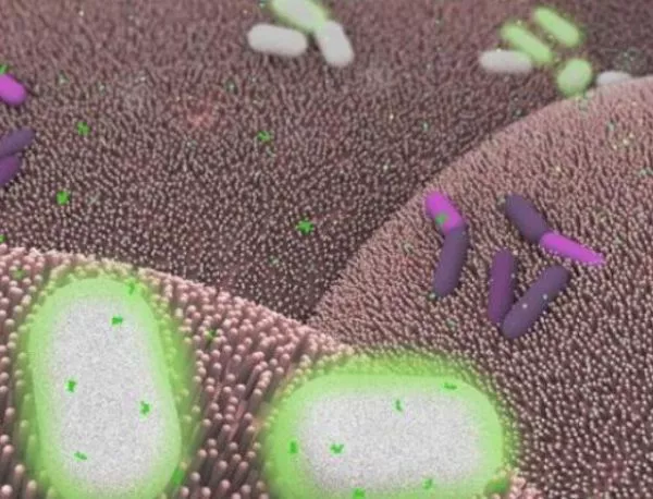 ГМО бактерии ще диагностицират и лекуват рак