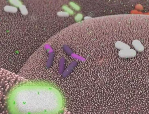 Различни микроби се обединиха в "биокомпютър"