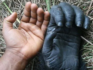 Човешката ръка – по-примитивна от тази на шимпанзето