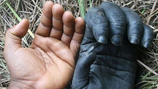 Човешката ръка – по-примитивна от тази на шимпанзето
