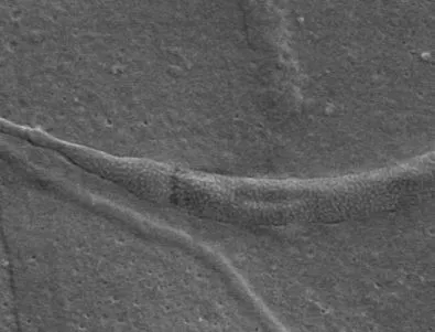 Сперма на 50 млн. години откриха в Антарктида