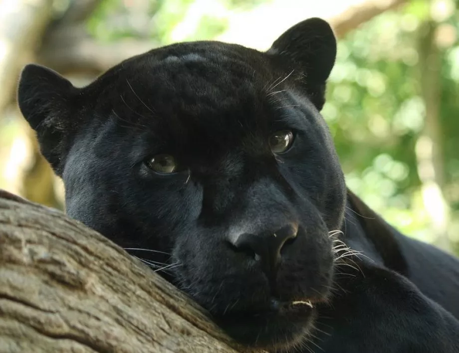 Откраднаха питомната черна пантера от френски зоопарк 