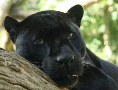 Как черните леопарди крият своите петна