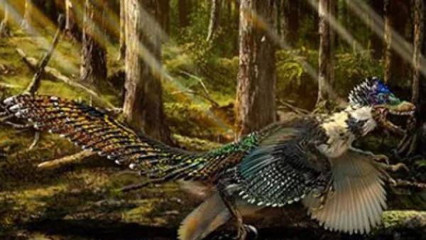 Най-големият пернат динозавър имал пищна опашка