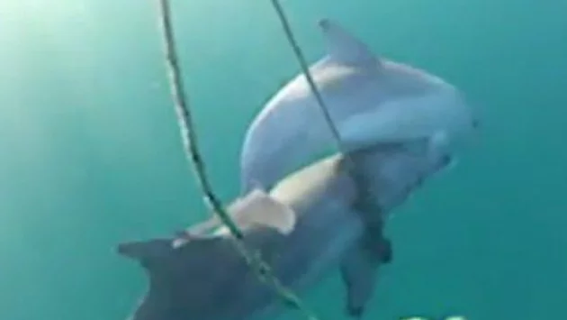 Мъртви делфини открити край Созопол, еколог с тъжна констатация