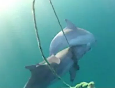Делфин помага на малкото си да оцелее (ВИДЕО)
