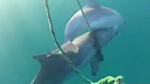 Делфин помага на малкото си да оцелее (ВИДЕО)