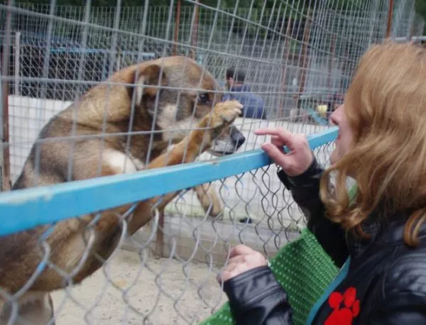 В Бургас правят кучешки градинки