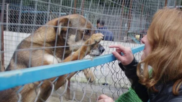 В Бургас правят кучешки градинки