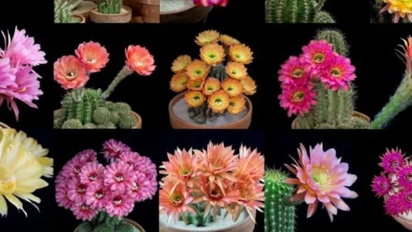 Таймлапс: възхитителни кактуси