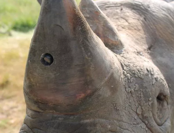Защитници въоръжиха носорозите с камери (ВИДЕО)