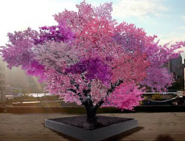"Лудо" дърво ражда 40 вида плодове (ВИДЕО)