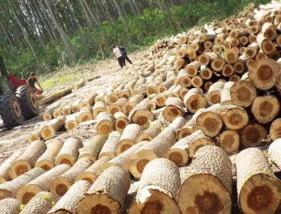 МЗХ: В момента е най-подходящото време за купуване на дърва за огрев