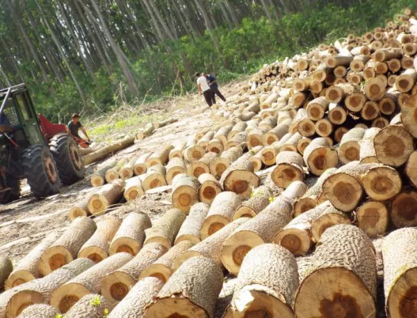 Четири са присъдите за незаконен добив на дървесина от началото на годината