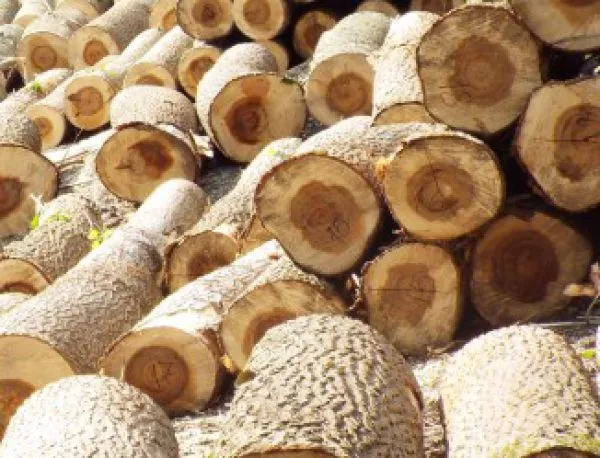 Спад в незаконната сеч на горите във Видин