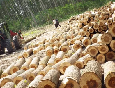 Невероятно количество незаконна дървесина е хванато след мораториума