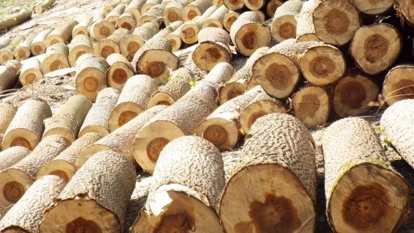 Нови нарушения в горско стопанство накараха WWF да иска промяна на закона