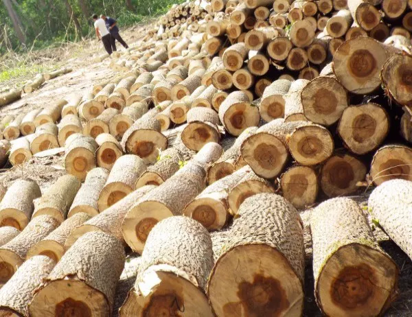 Над 35 кубика незаконна дървесина са задържани край Велико Търново