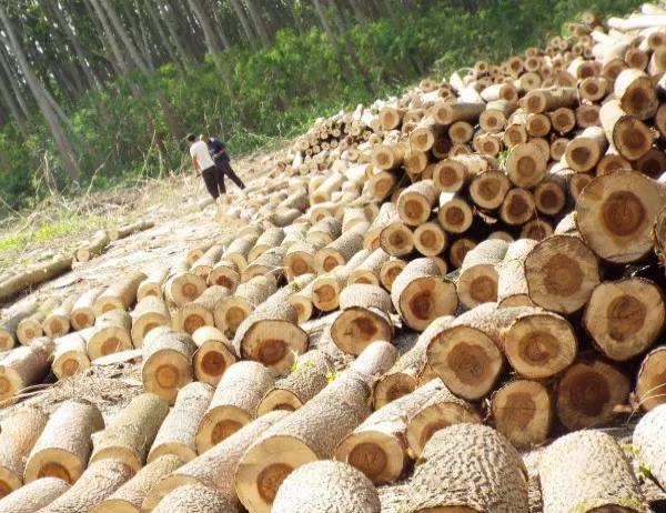 Цените на иглолистните дърва за огрев в Кюстендлиско остават непроменени