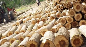 Цените на дървата - по-високи от миналогодишните 