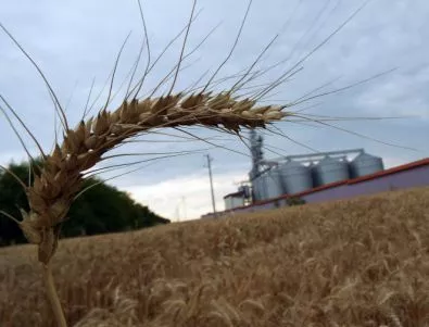 Спад в сеитбата на наши сортове пшеница