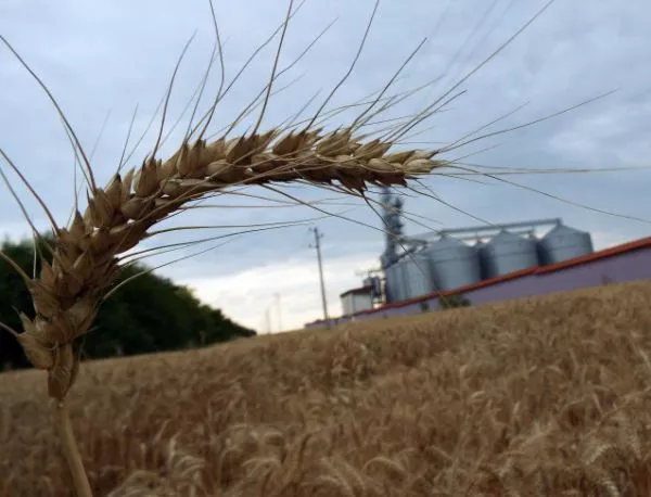 Сериозен спад на добивите от пшеница в Ловешко