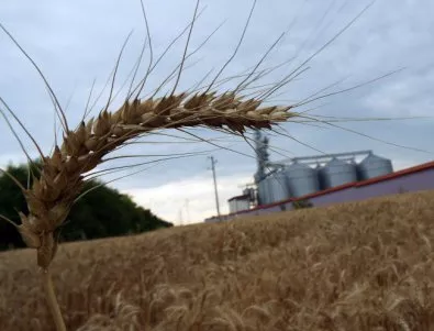 Танева се радва, че има висок добив на пшеница и изнасяме по-голямата част
