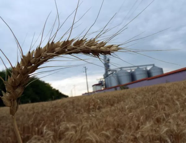 Жито с тройно по-висок добив пробват в Хасковския край