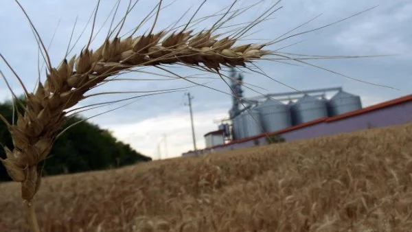 Жито с тройно по-висок добив пробват в Хасковския край