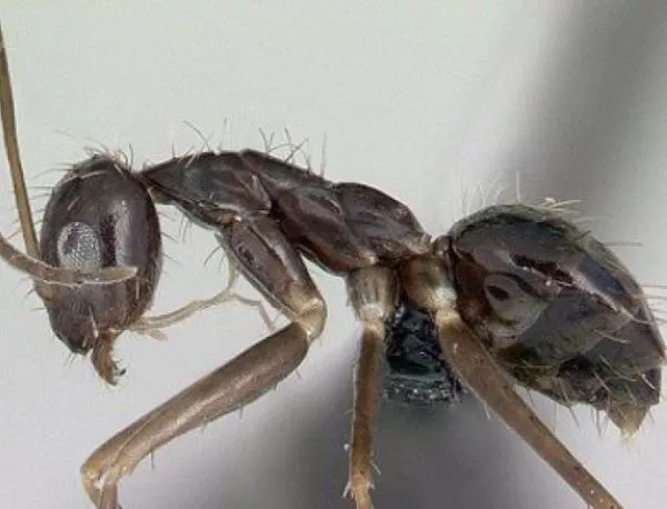 Логиката в поведението на лудите мравки (ВИДЕО)