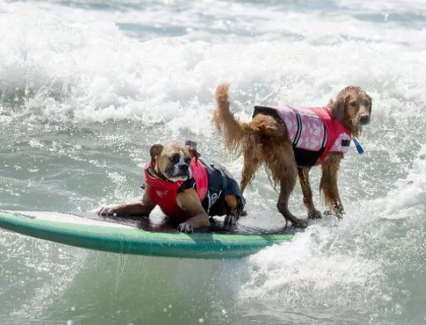 Кучешки сърфинг: да яхнеш вълната