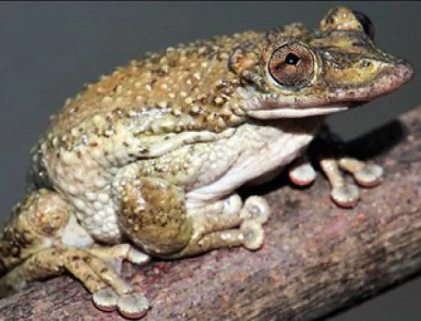 Учен откри отровна жаба с цената на собственото си здраве