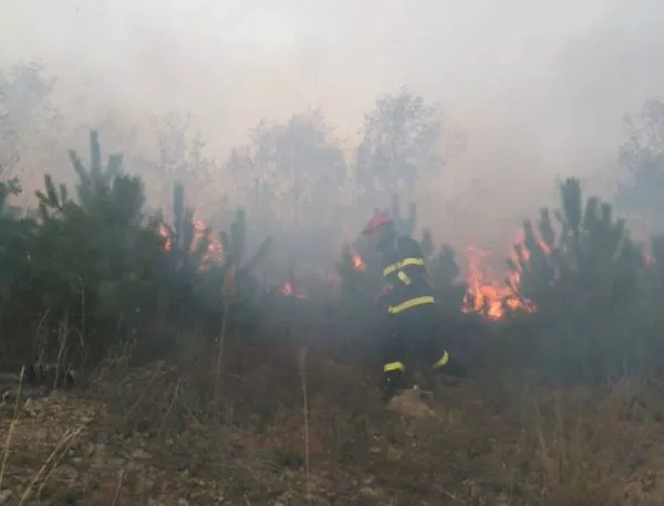 Нов горски пожар: Горят 80 дка иглолистна гора при с. Фролош